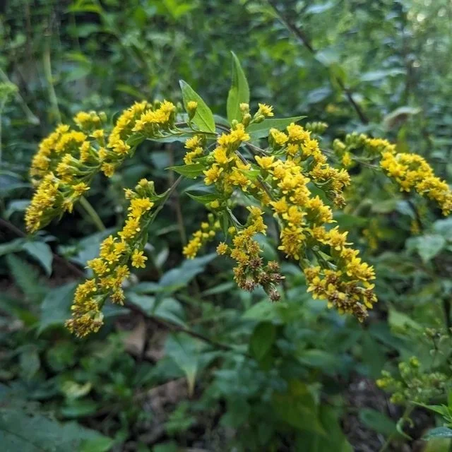 Falls Brook Farm Goldenrod, forest