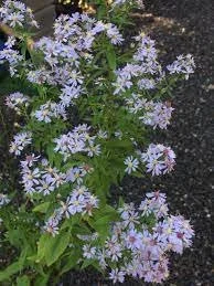 Falls Brook Farm Blue Wood Aster