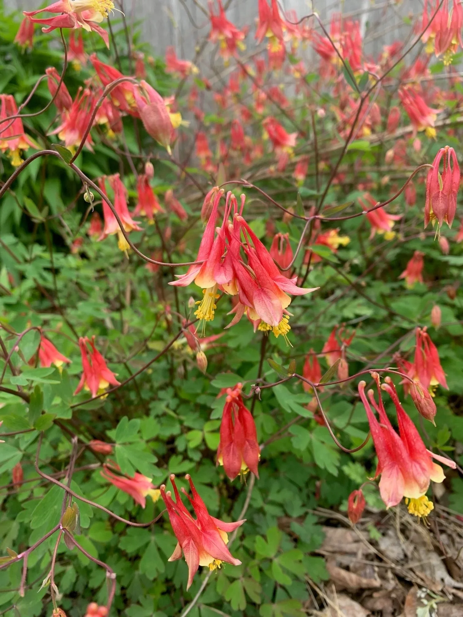 Falls Brook Farm Red Columbine