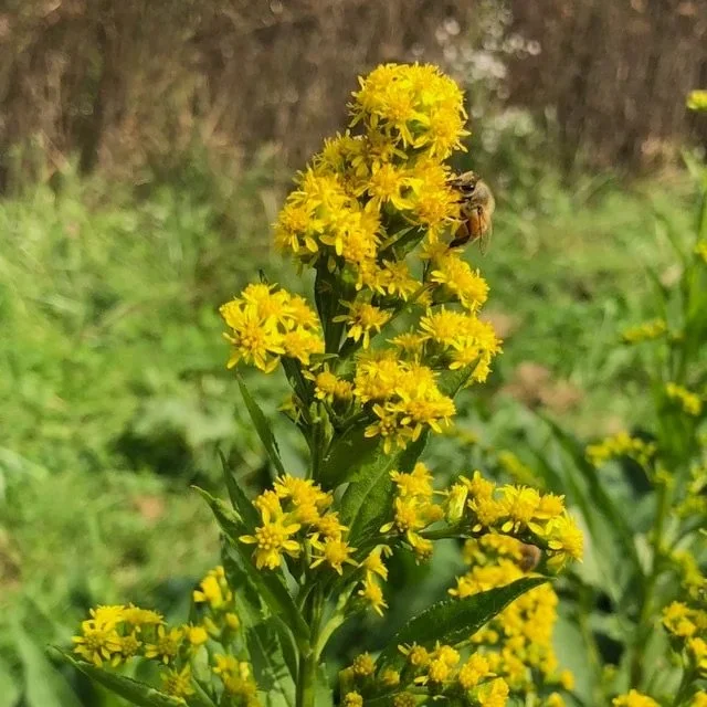 Falls Brook Farm Goldenrod, roundleaf