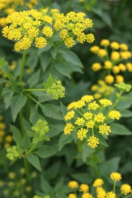 Falls Brook Farm Golden Alexander