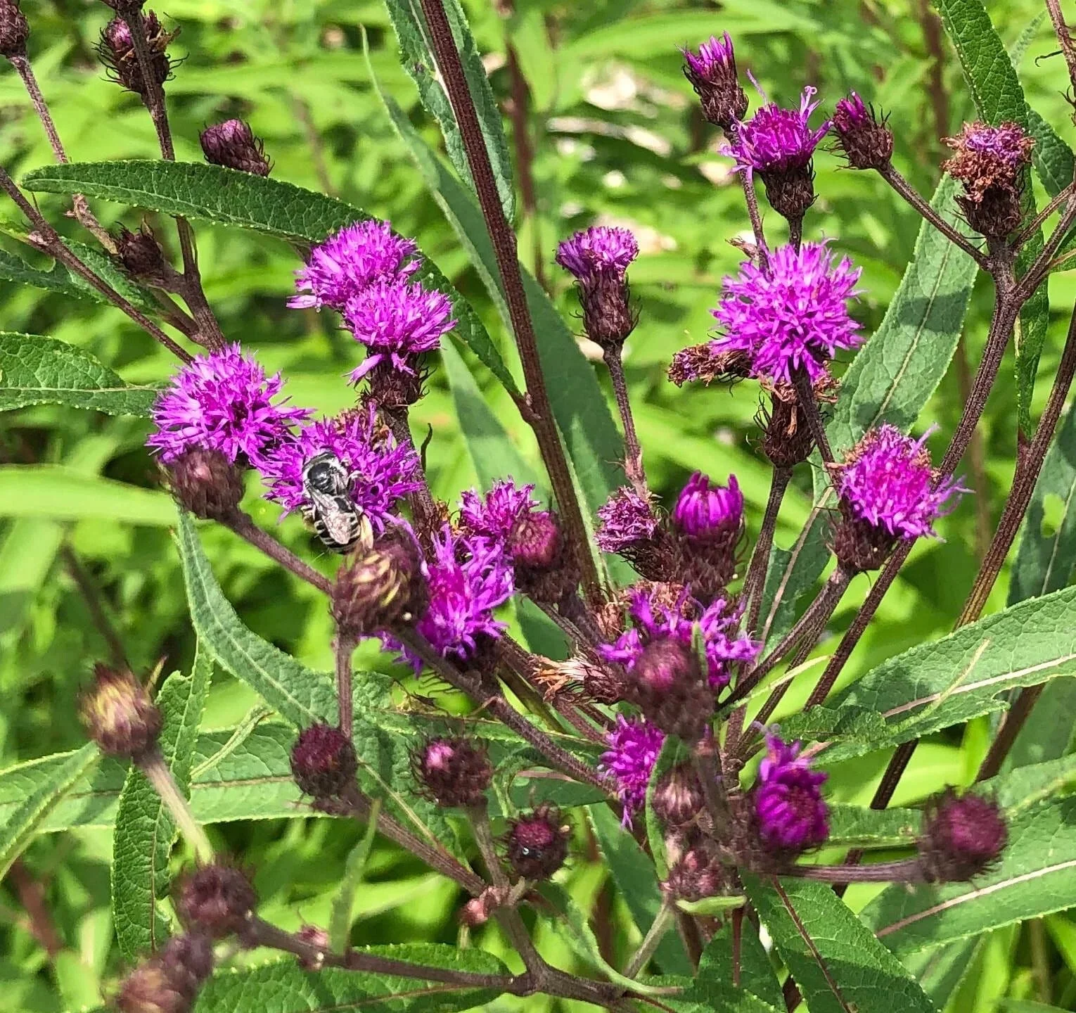Falls Brook Farm New York Ironweed
