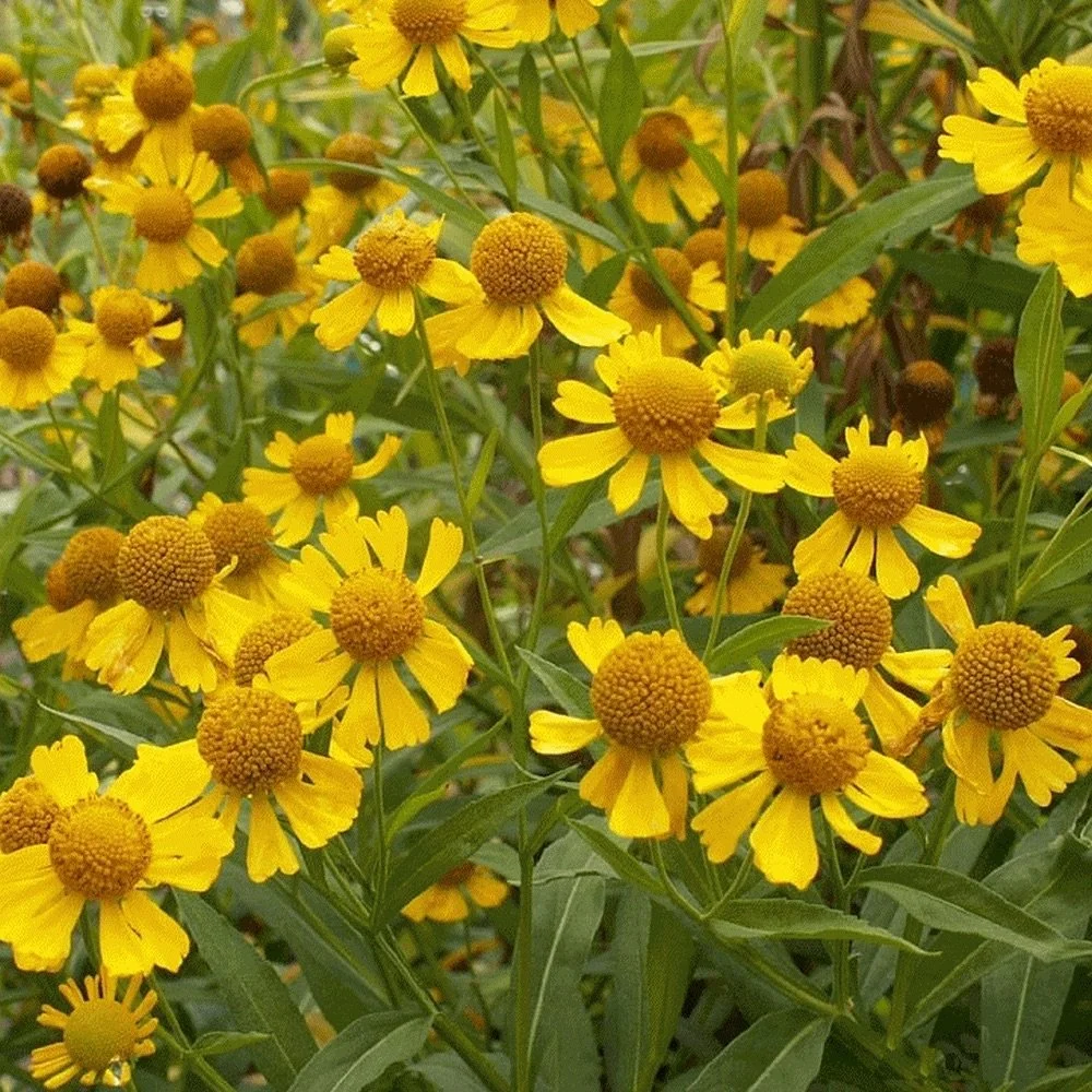 Falls Brook Farm Sneezeweed, fall