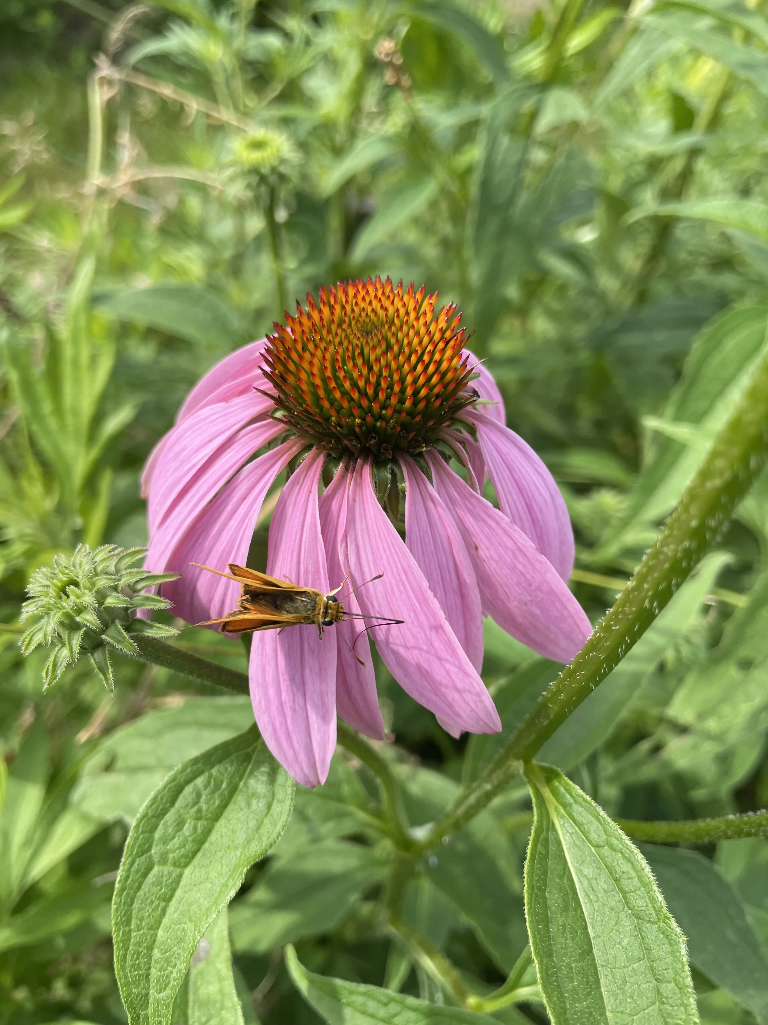 Falls Brook Farm Purple Coneflower Echinacea