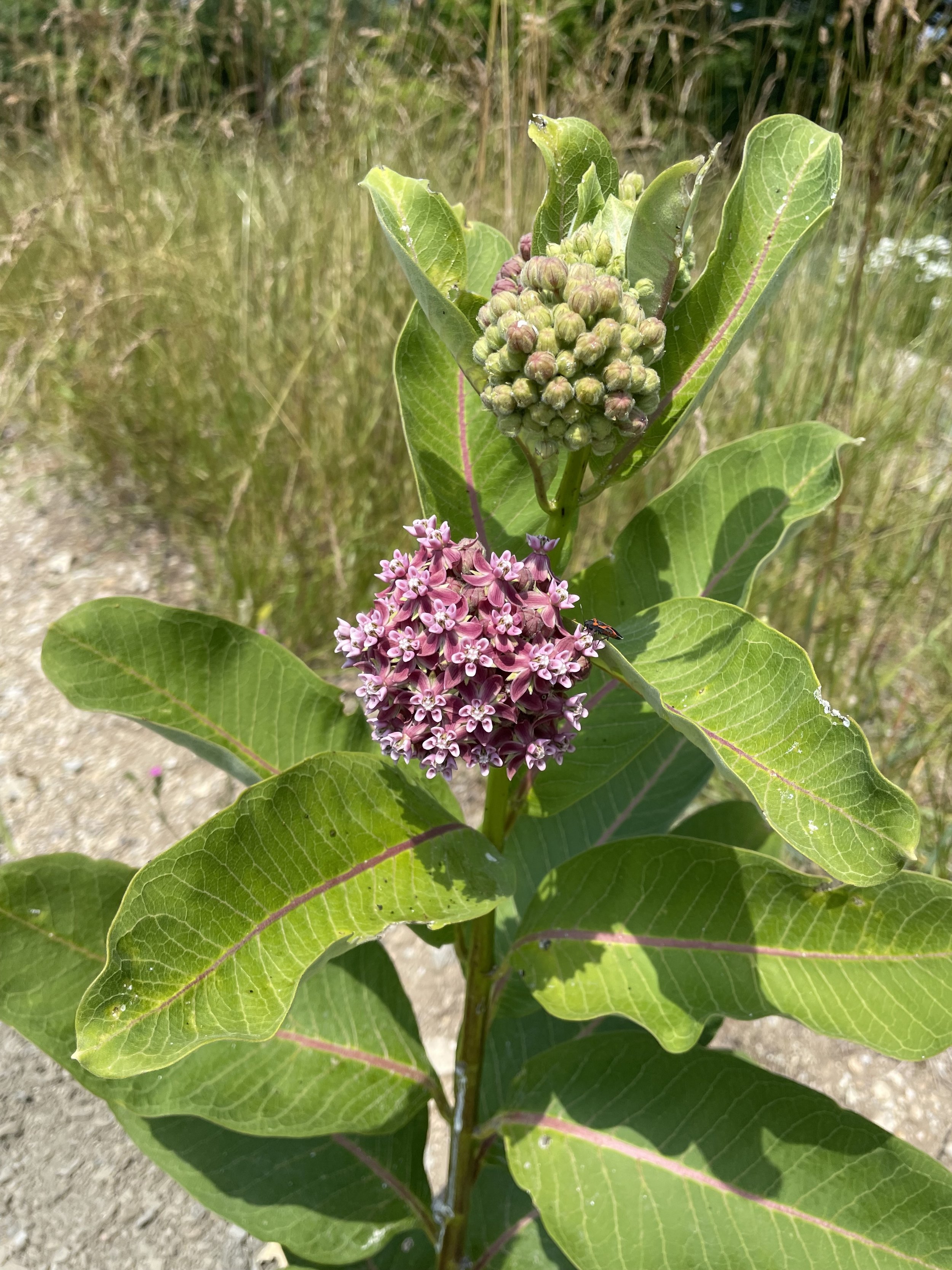 Falls Brook Farm Common Milkweed
