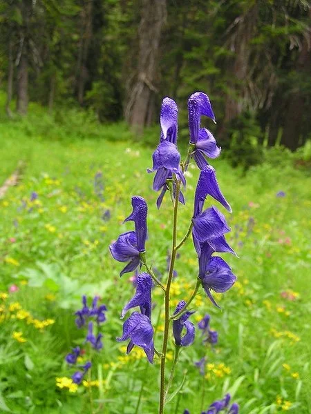 Falls Brook Farm Monkshood wild