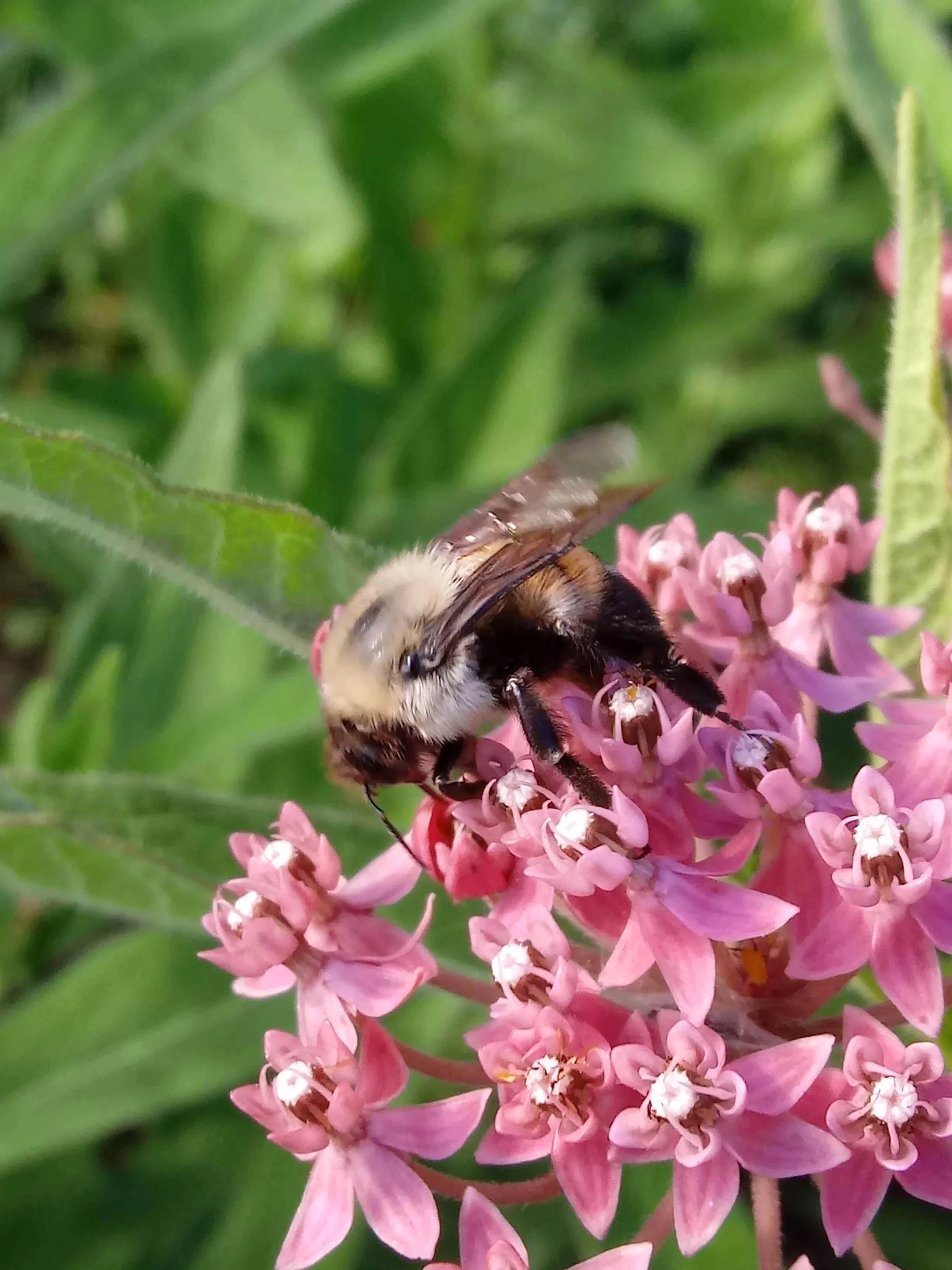 Falls Brook Farm Swamp Milkweed