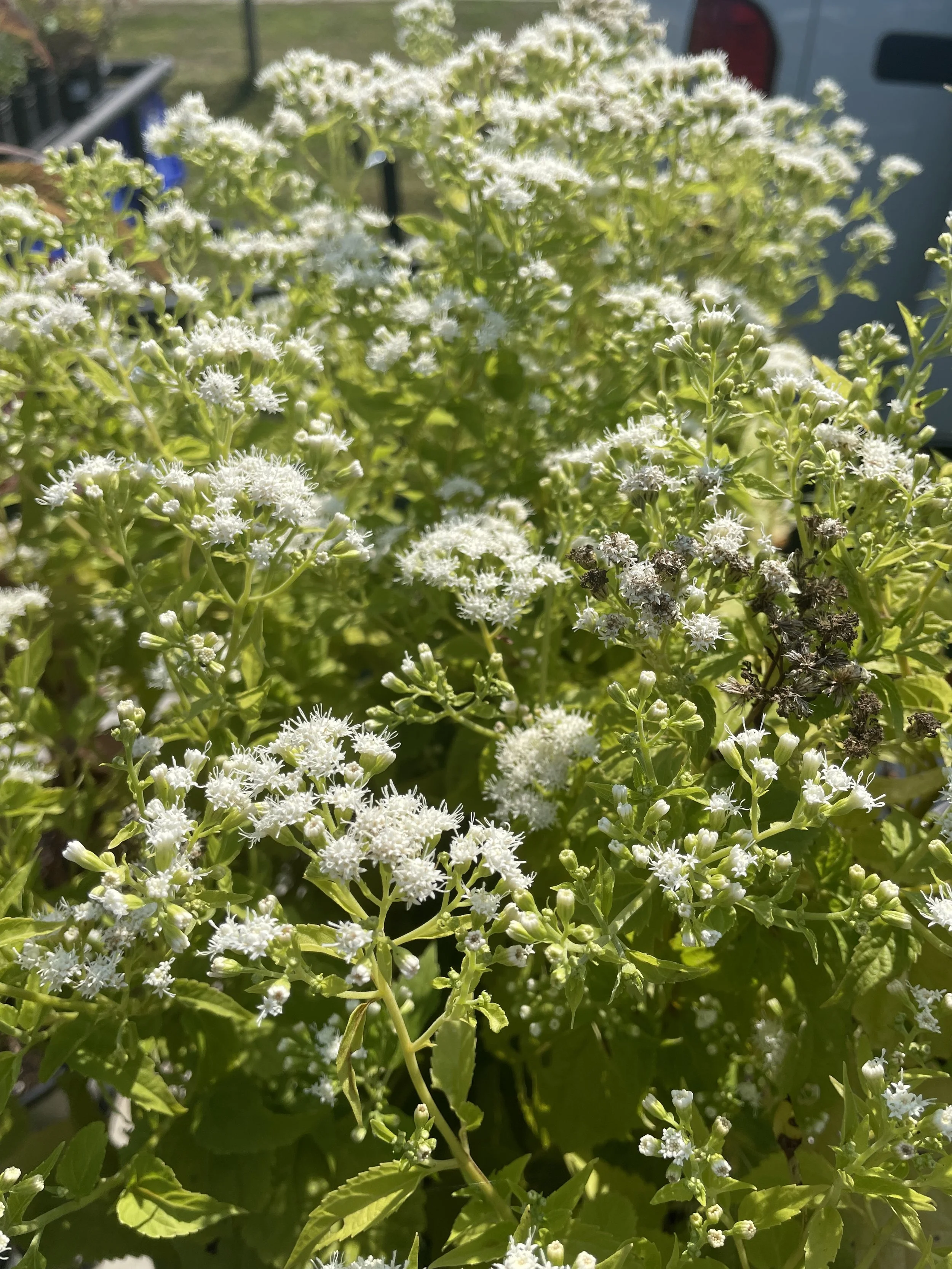 Falls Brook Farm White Snakeroot