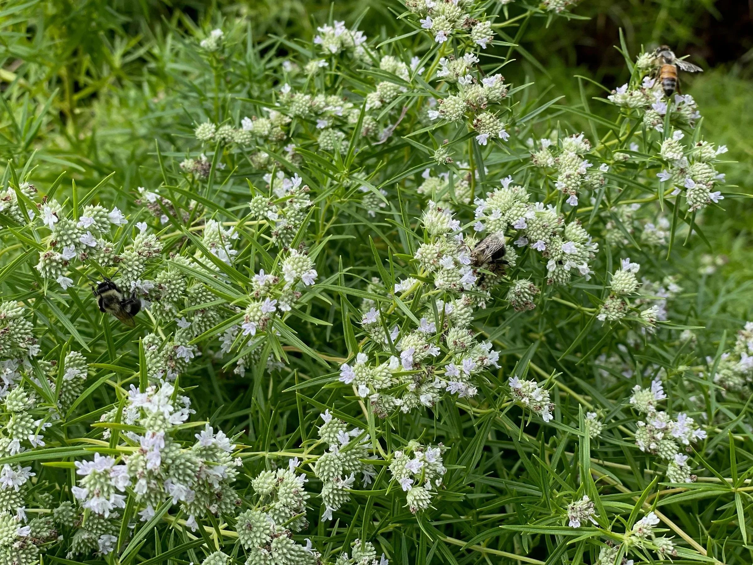 Falls Brook Farm Mint, narrowleaf mountain