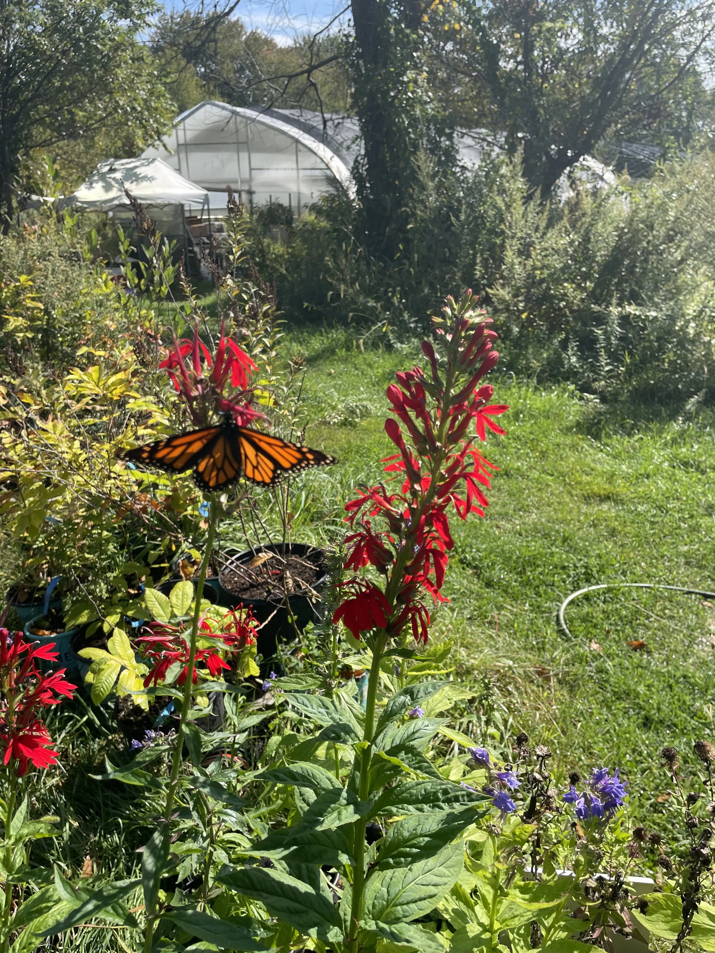 Falls Brook Farm Cardinal Flower