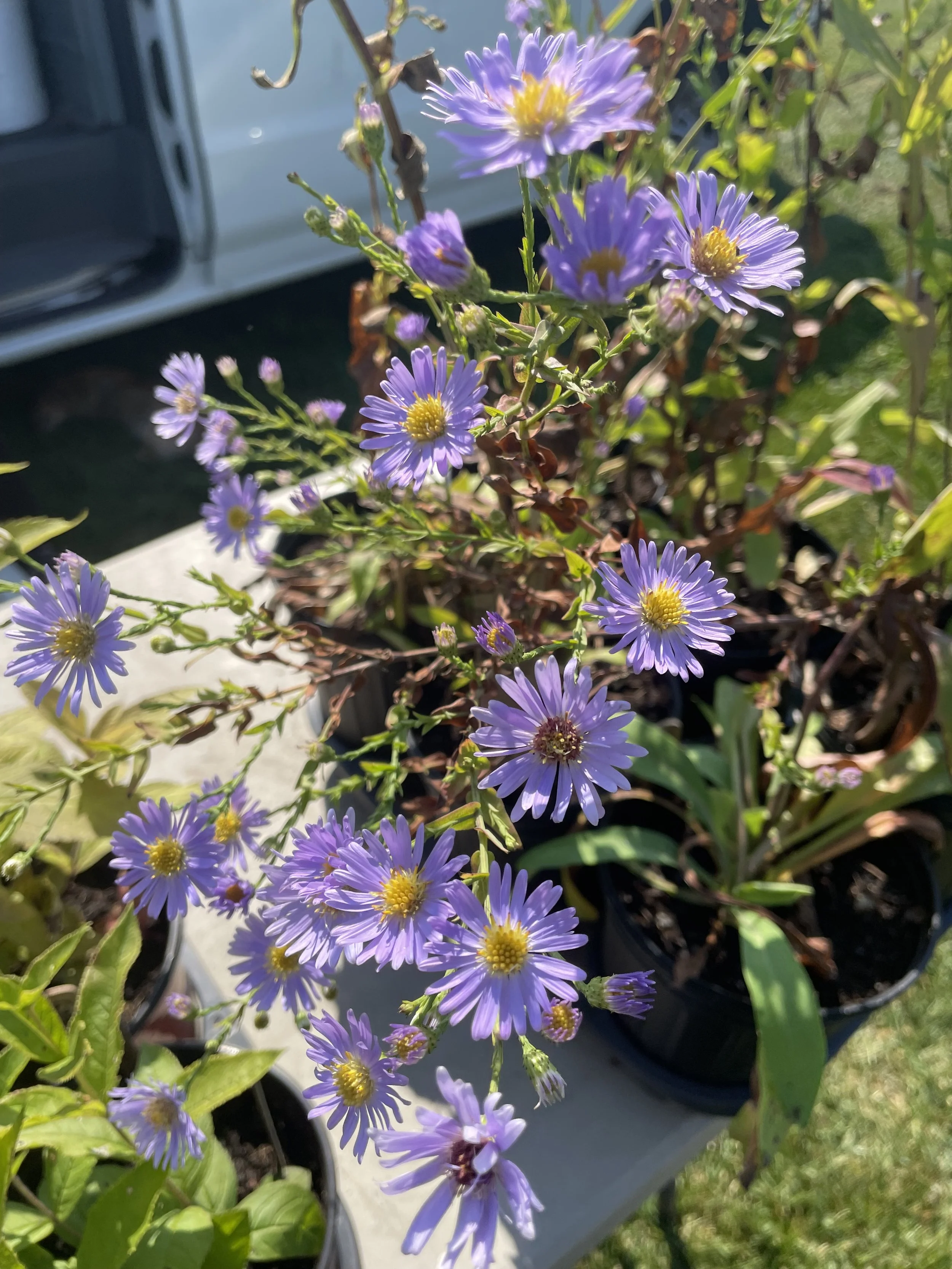 Falls Brook Farm smooth blue aster