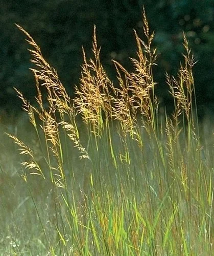 Falls Brook Farm Yellow Prairie Grass