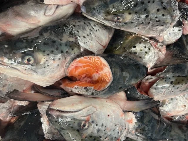 Several fish piled together, one with its mouth open showing orange flesh and gills.