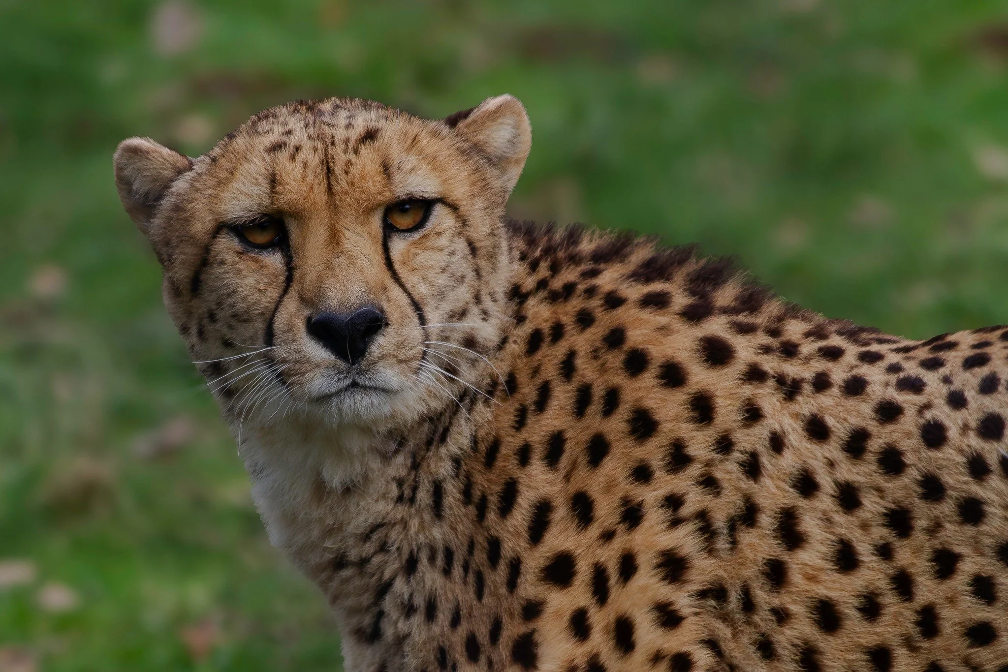 Cheetah.jpg