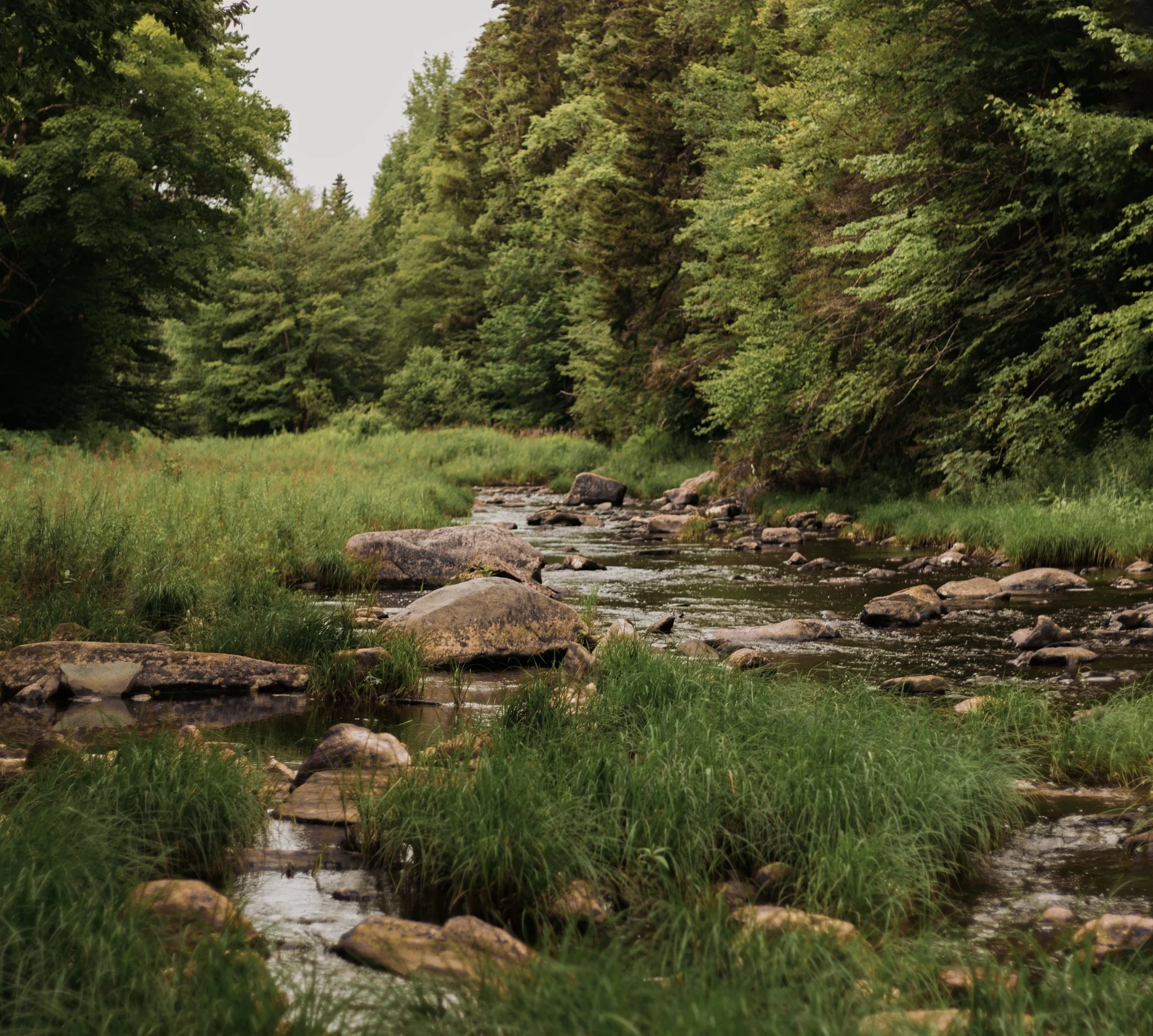 A scenic view of a flowing river with rocks, surrounded by lush green trees and grass.