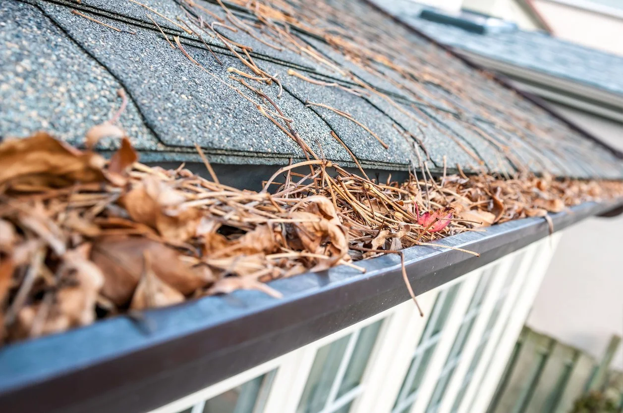 A close-up of a roof gutter filled with dry leaves and pine needles, with a shingled roof and a wooden fence in the background.