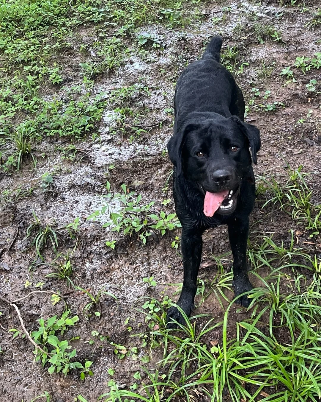 Meet Wilson 😻! Client since 2024. #petsitting #inhomepetcare #labrador #dogplaytime