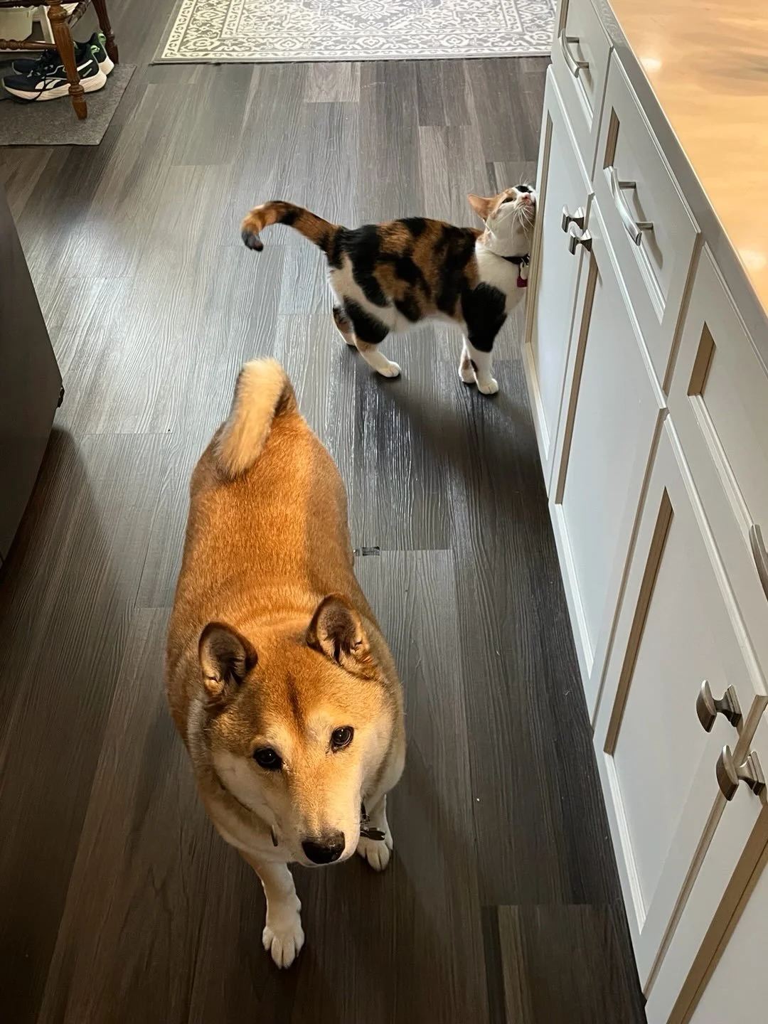 Meet Dante &amp; Suzie 😻! Clients since 2025! #petsitter #inhomepetcare #overnightpetcare #catsanddogs #shibasofinstagram