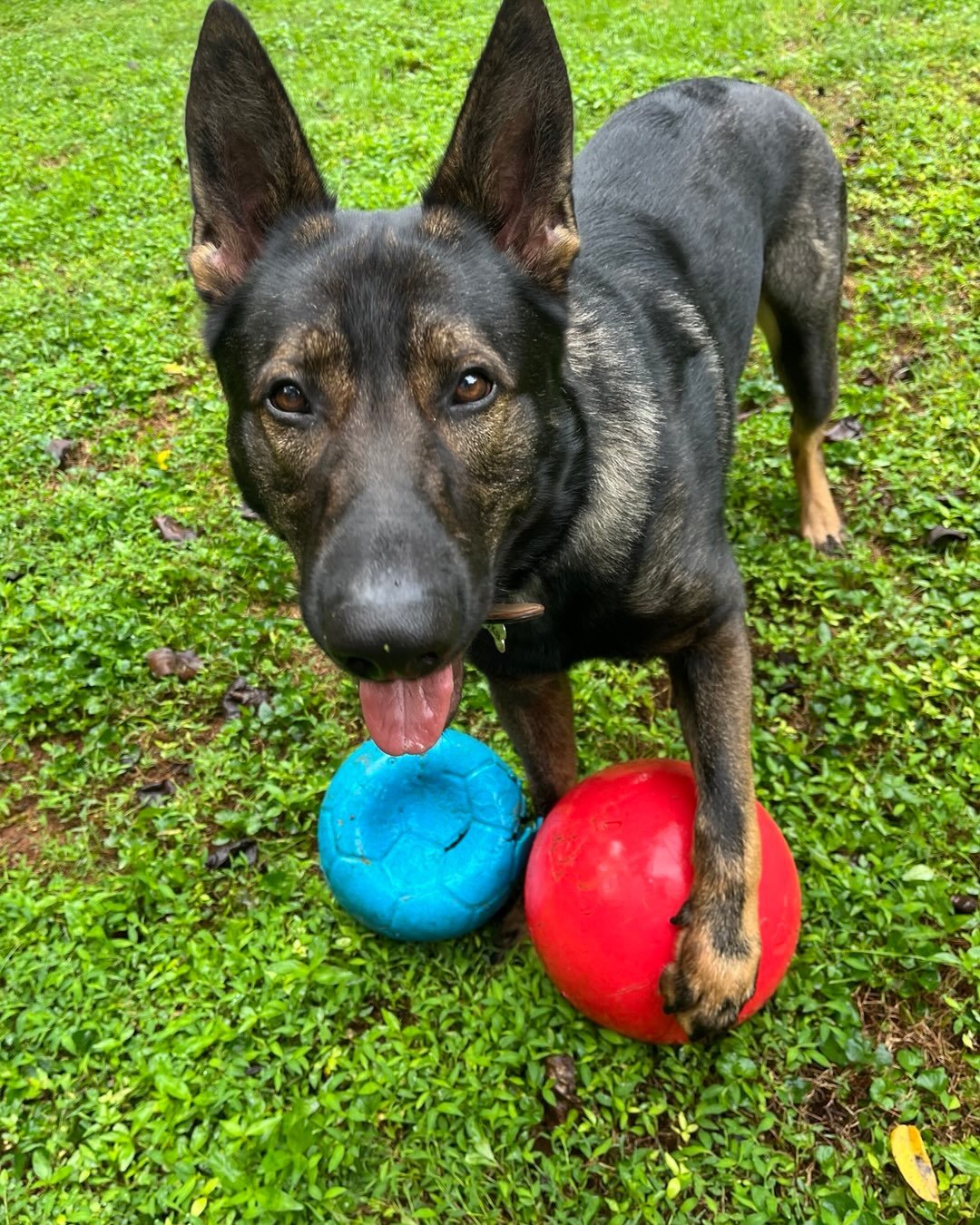 Meet Lyka 😻! Client since 2024. #petsitter #inhomepetcare #germanshepherd #largebreeddogs