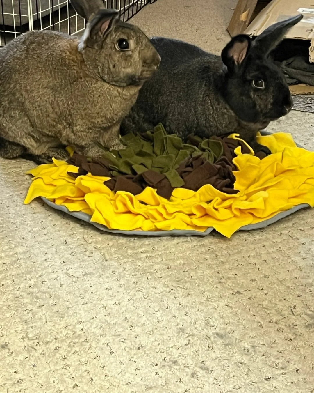 Meet Gina &amp; Rosa 😻! Clients since 2023. #petsitter #rescuedrabbit #enrichmentforpets #snufflemat #bondedrabbits