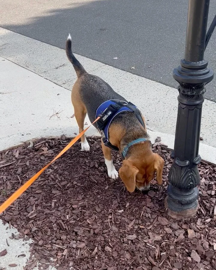 Meet Jake &amp; the late Ziggy 😻! Clients since 2025. #beagle #ziggystardust #snifferdog #petsitter #inhomepetcare