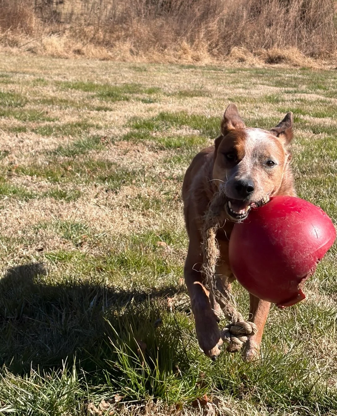 Meet Ricky Lee 😻! Client since 2024. #inhomepetcare #petsitter #cattledog #fetch
