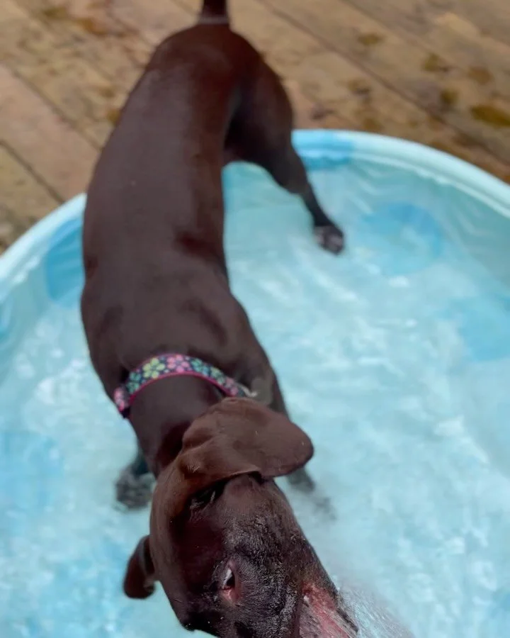 Meet my client Lexie 😻! #petsitter #inhomepetcare #dogswithsticks #gspofinstagram  #germanshorthairpointer