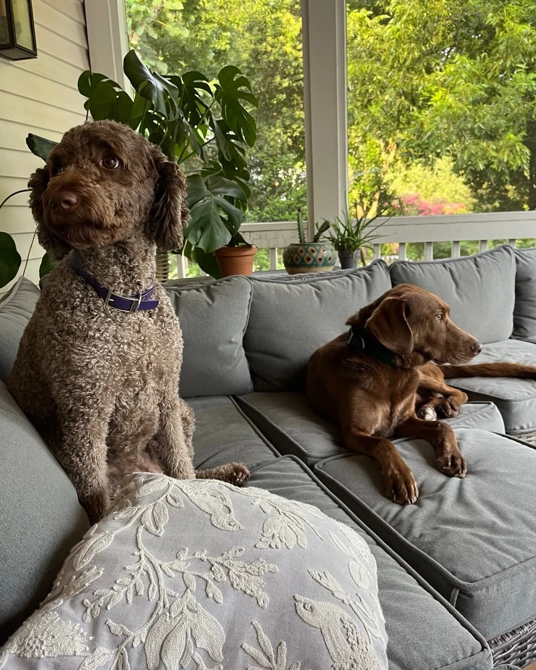 Meet my clients Maya and Newton 😻! #petsitter #inhomepetcare #dogsplaying #biteyface