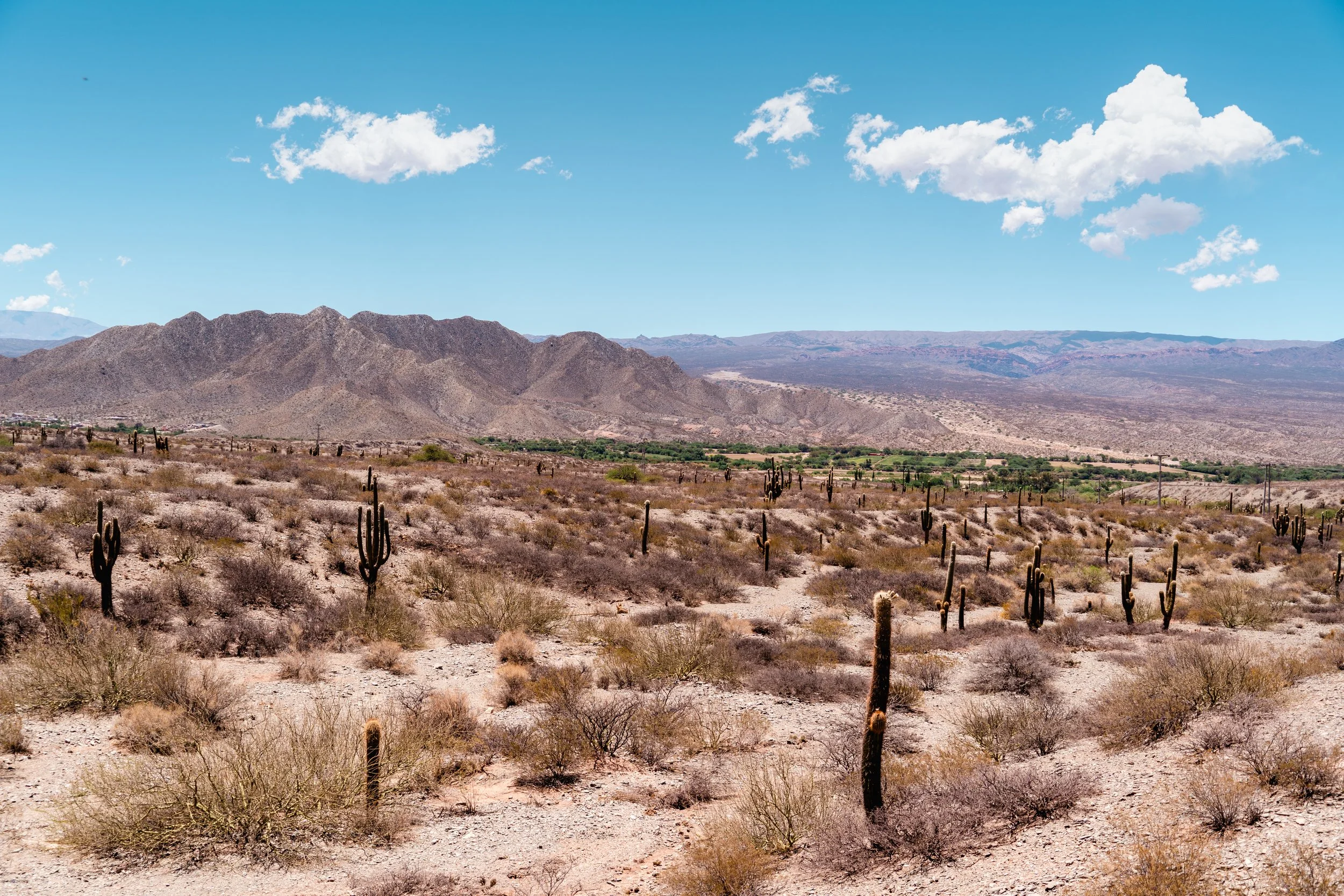 A desert landscape with numerous cacti and sparse vegetation in the foreground, rugged mountains in the background, and a bright blue sky with a few scattered white clouds.