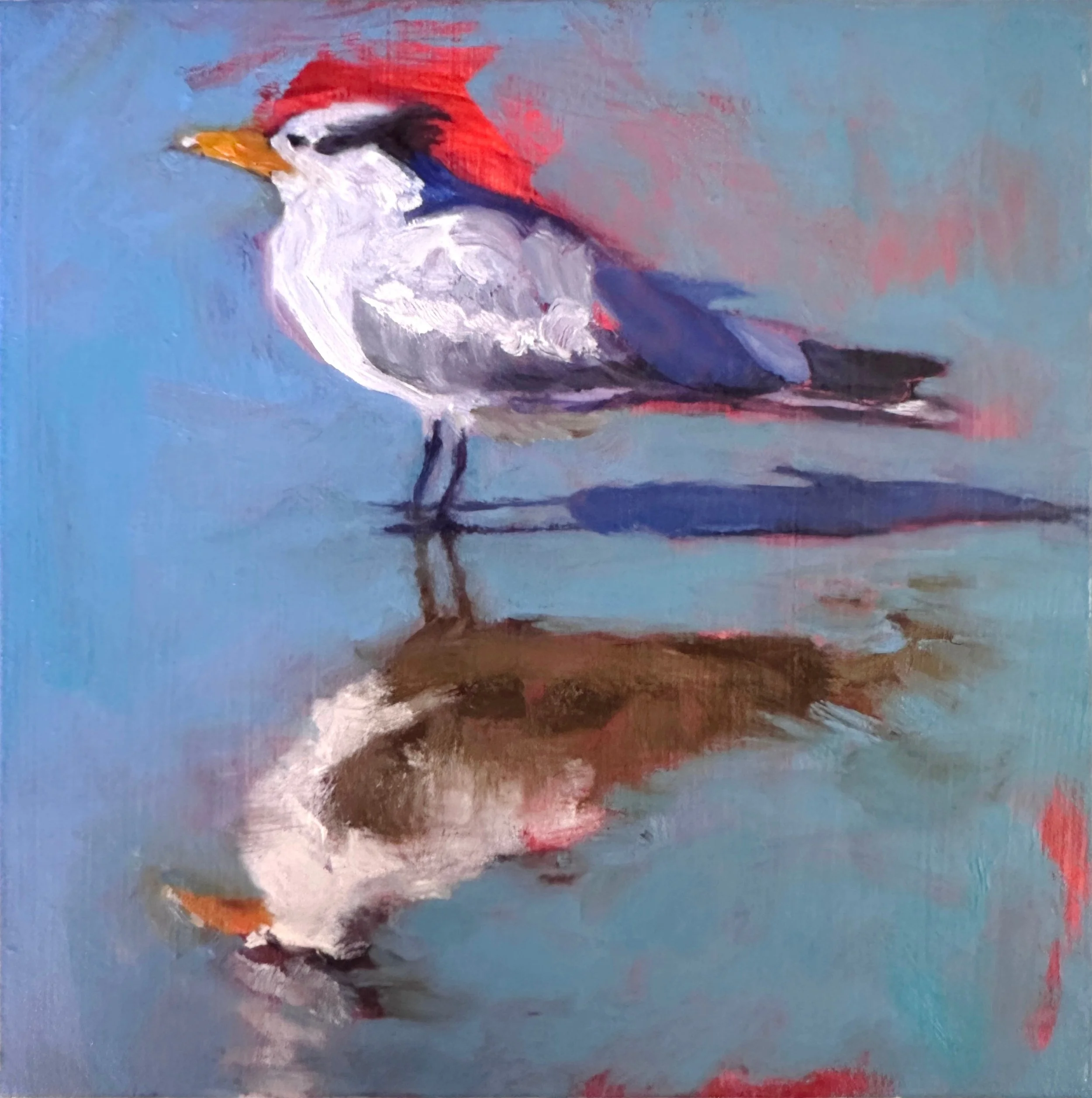 Royal Tern  5" x 5"  oil on wood panel