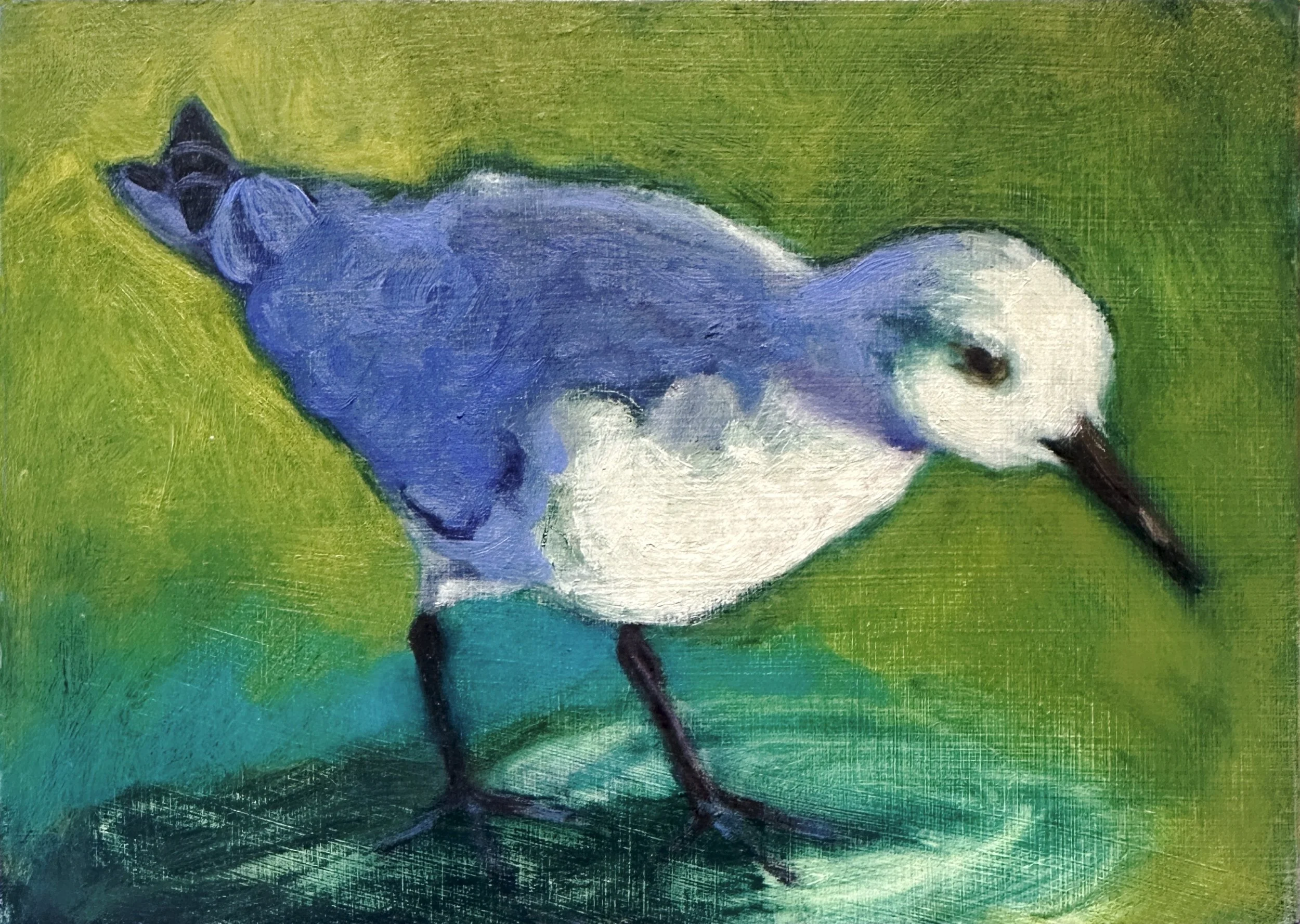 Sanderling  5" x  7"  oil on wood panel