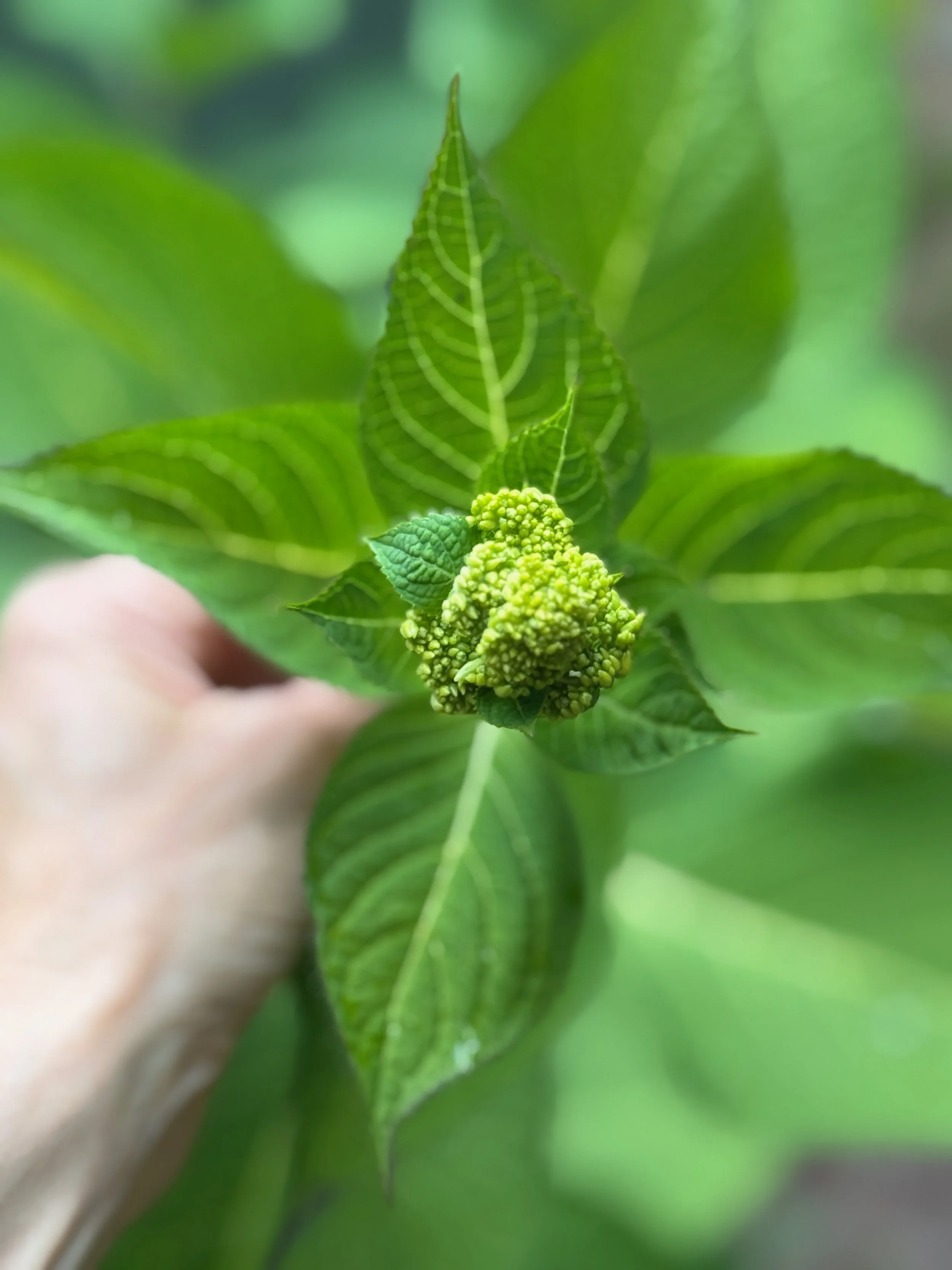 Close-up of green plant leaves with prominent veins and a cluster of small green buds or flowers at the center.