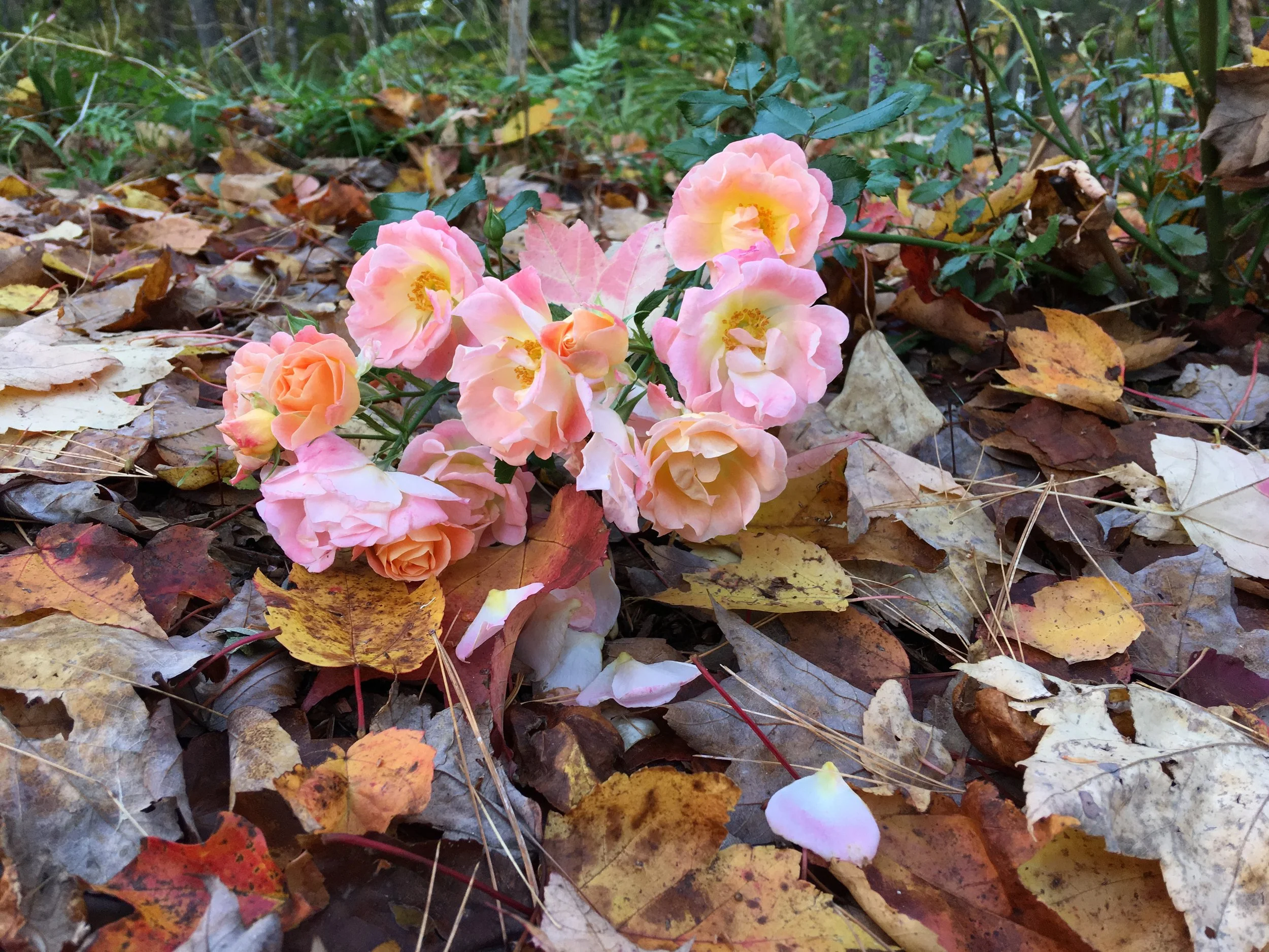 A cluster of pink roses on a stem surrounded by fallen autumn leaves on the ground in a forest