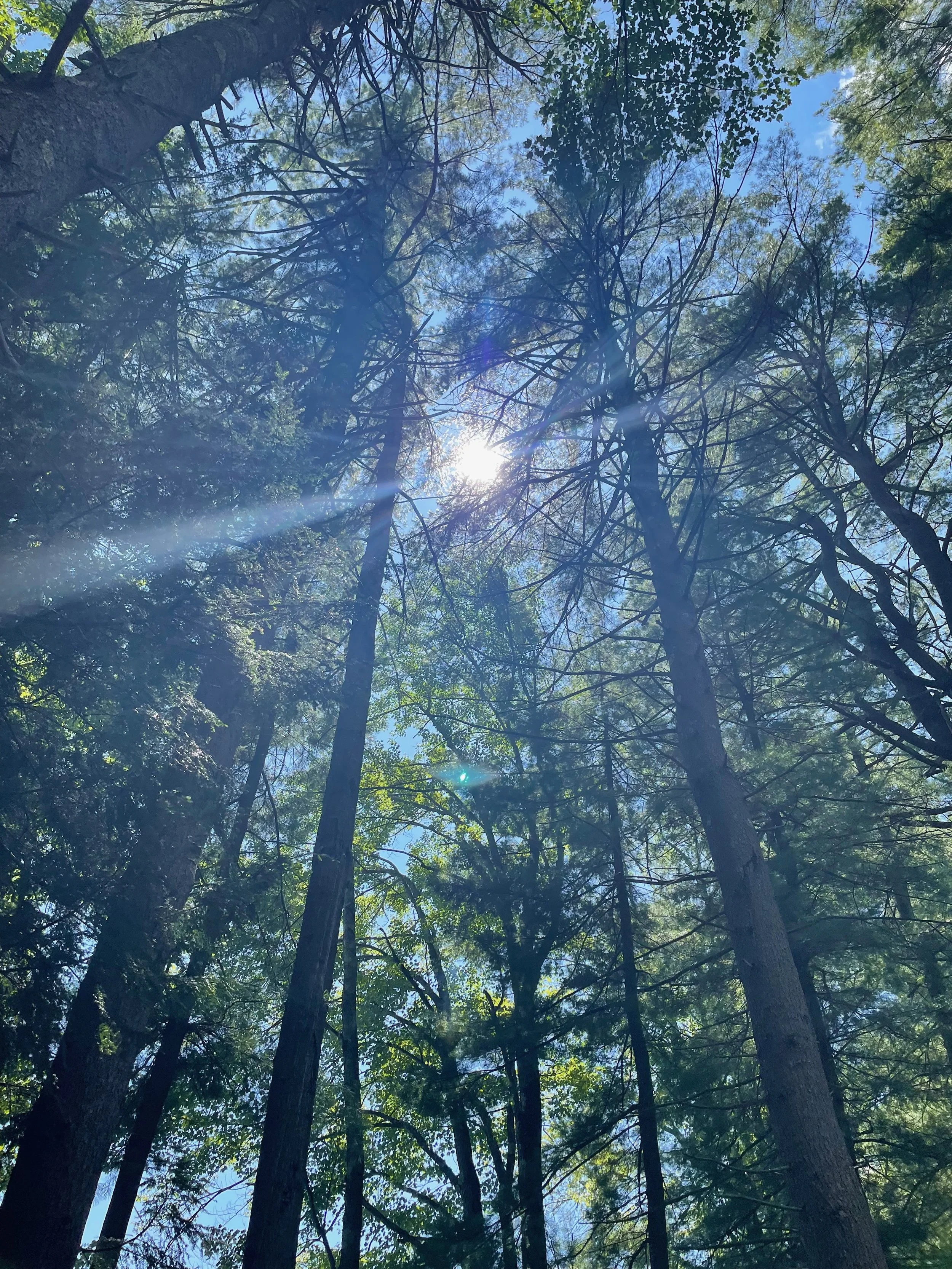 Looking up at tall trees in a forest with sunlight shining through the branches and leaves.