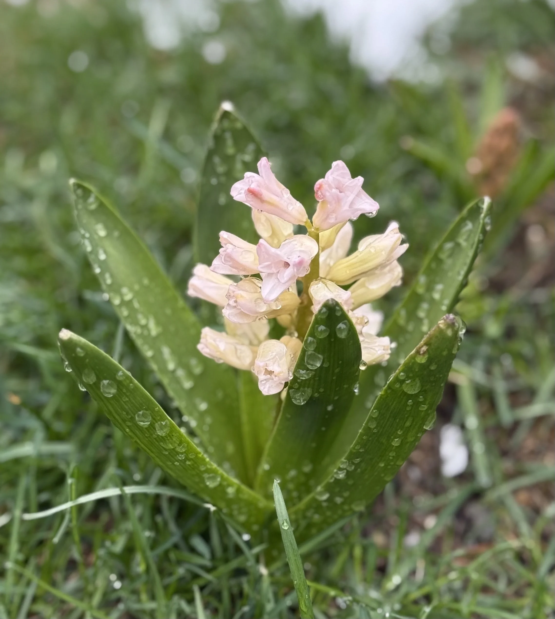 Close-up of pinkish-white flowers with green leaves and water droplets, outdoors on a rainy day.