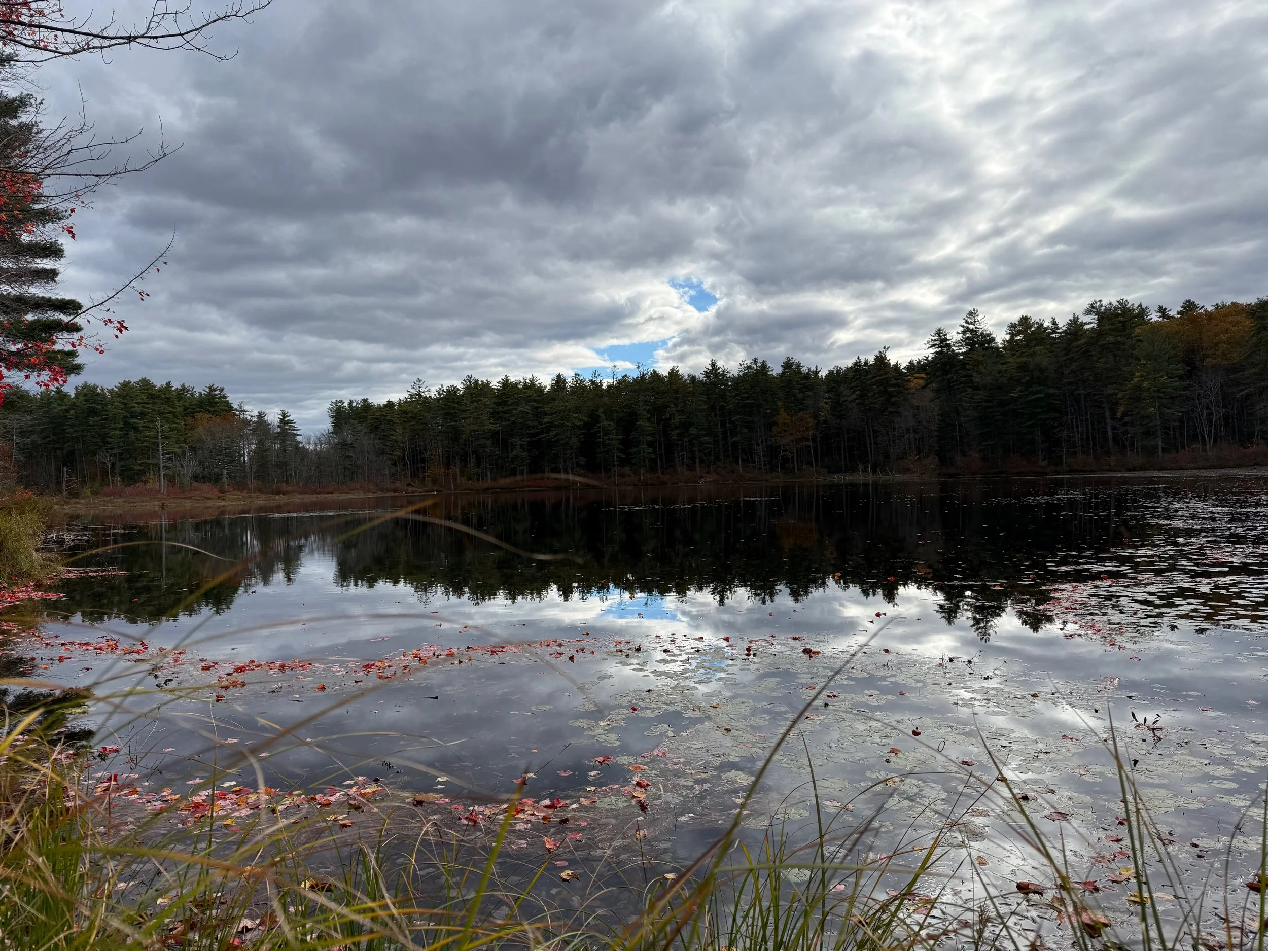 Overcast sky reflected on a calm lake with fallen leaves floating on the water and trees with some autumn foliage along the shoreline.