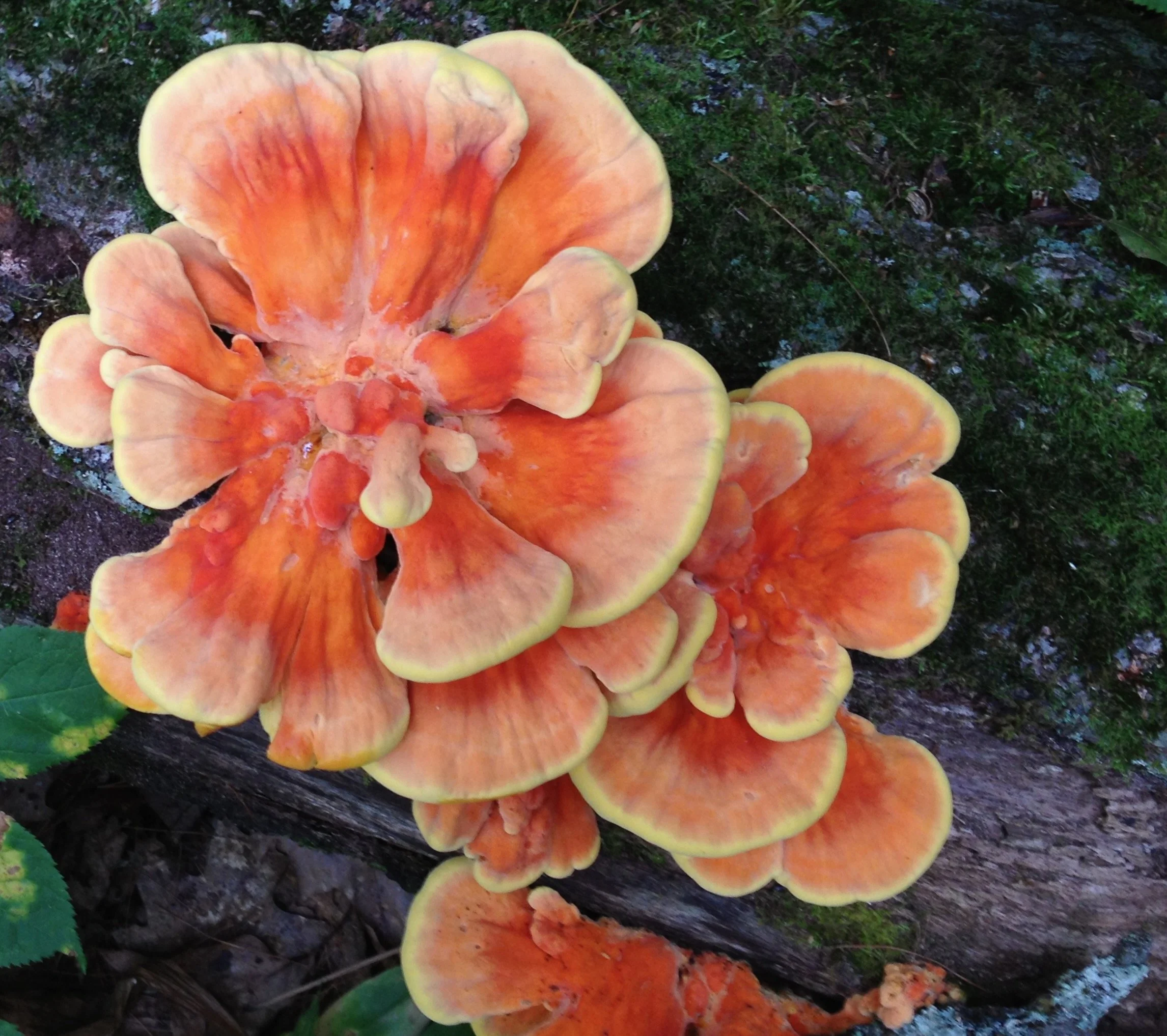 Orange and yellow mushrooms growing on dark soil among green plants.