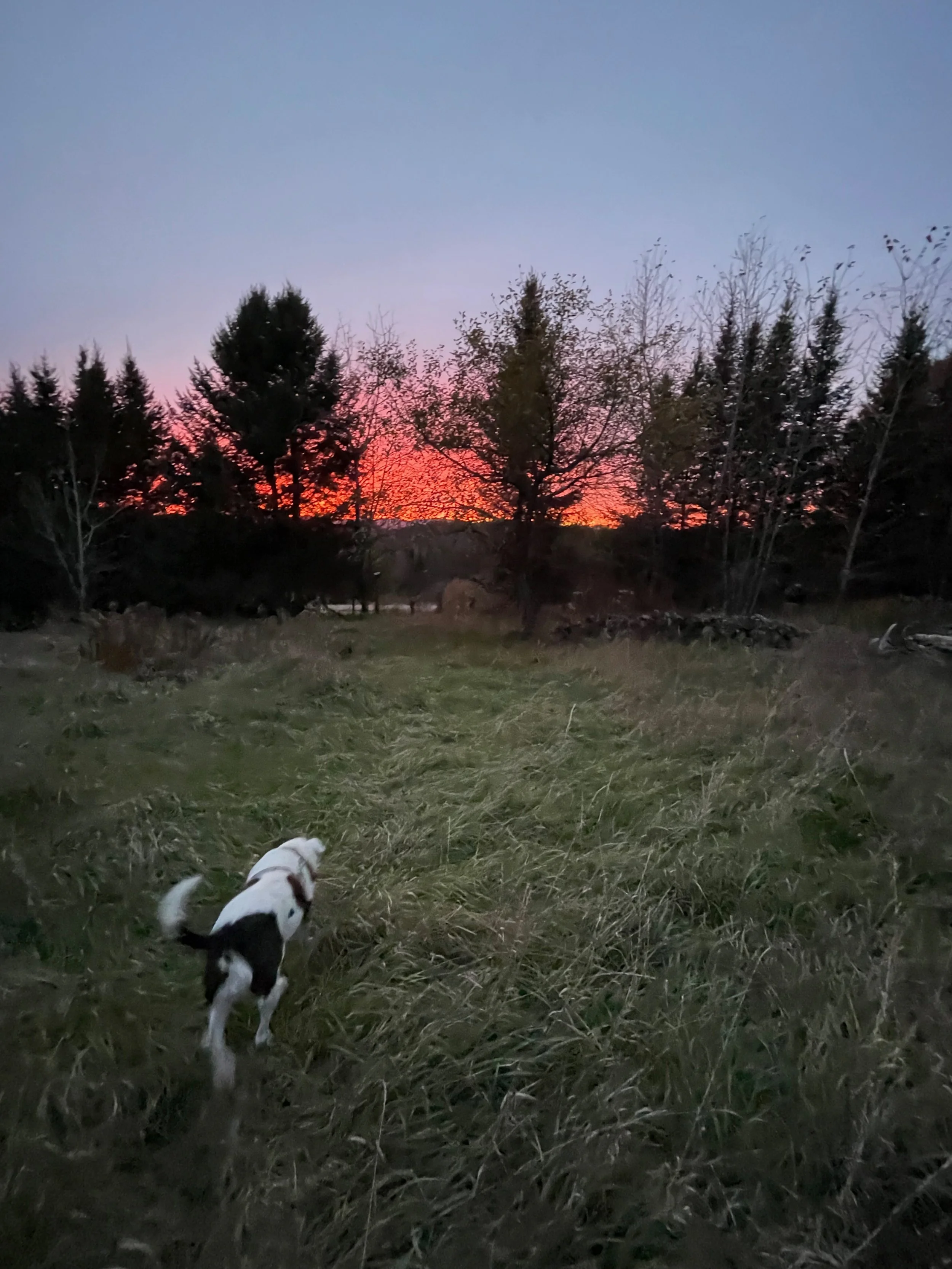 A small black and white dog walking on a grassy field at sunset with trees in the background.