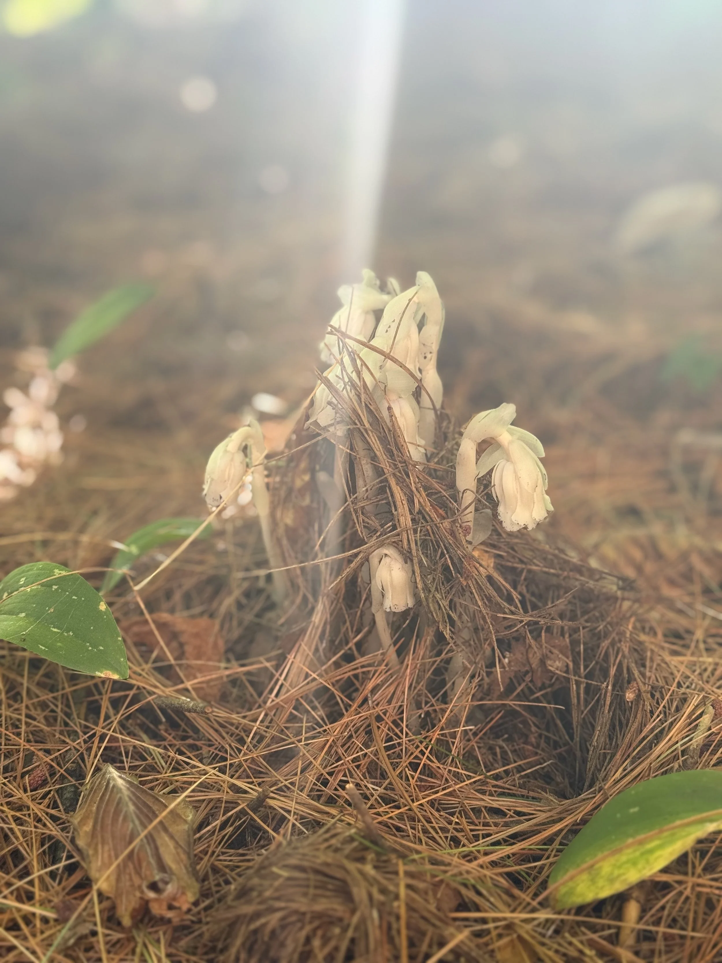 Close-up of a cluster of small, beige, bell-shaped flowers growing among brown pine needles and a few green leaves on the forest floor.