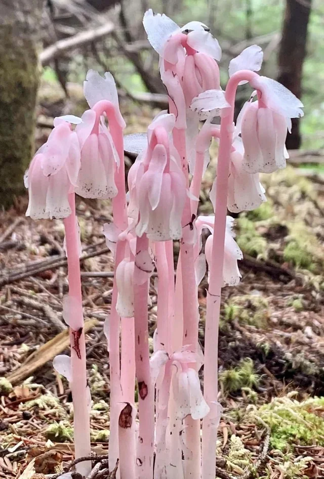 Cluster of small, pink, bell-shaped flowers growing close to the ground in a forested area.