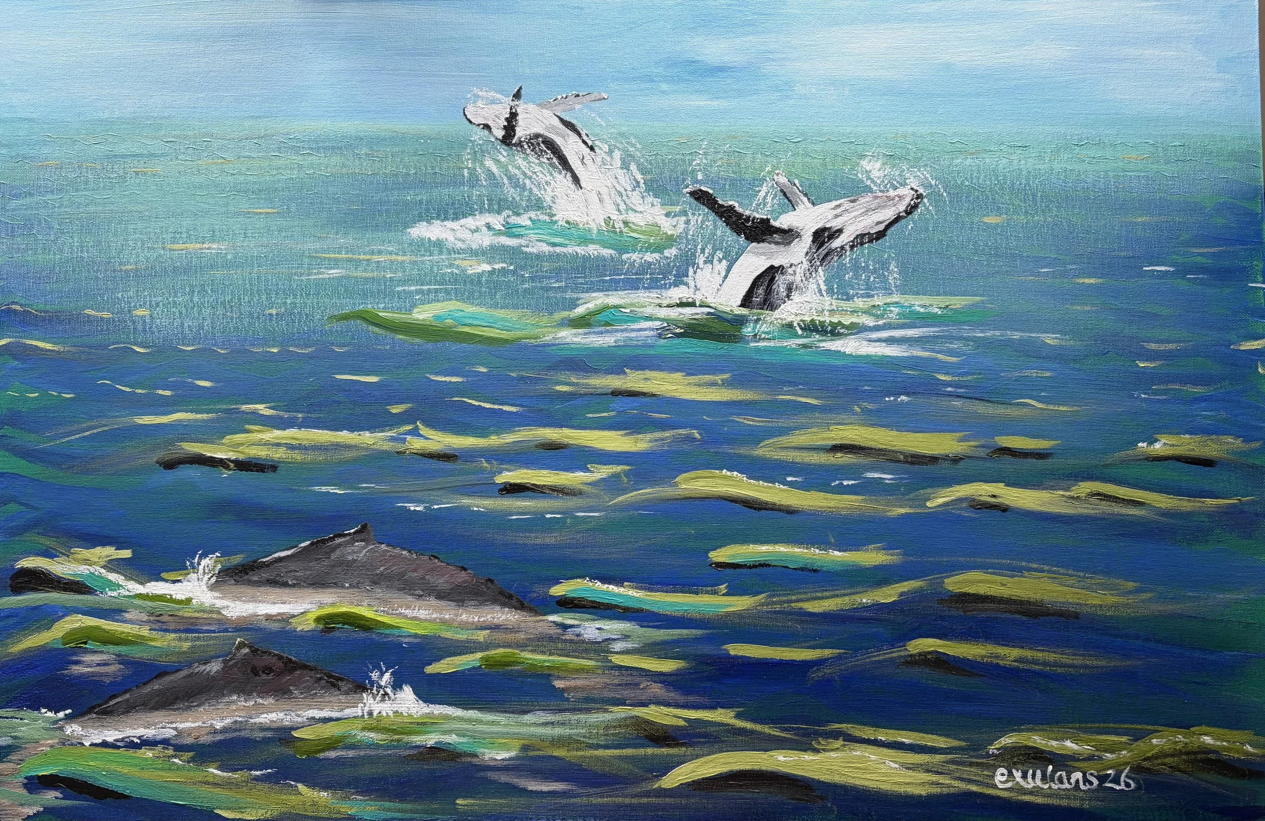 Humpback whales in Scottish waters