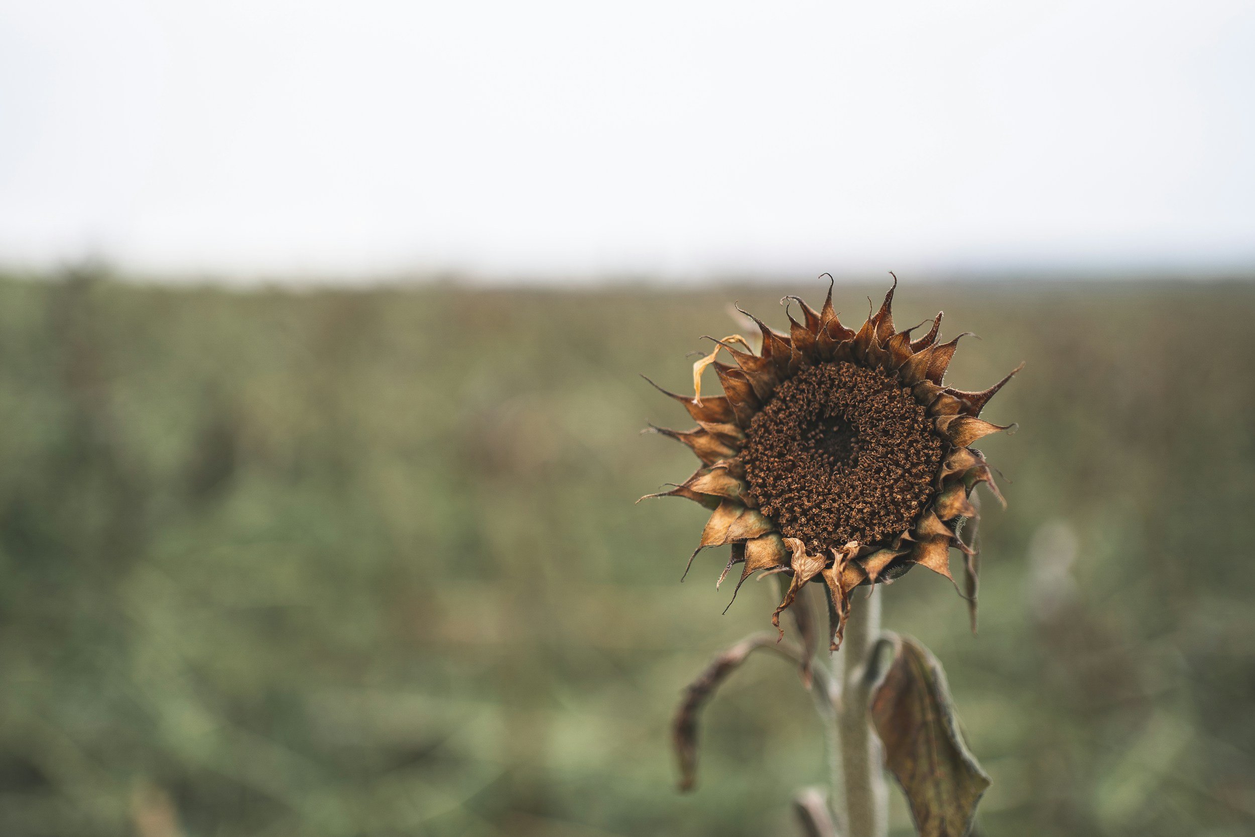 Uitgebloeide zonnebloem in veld