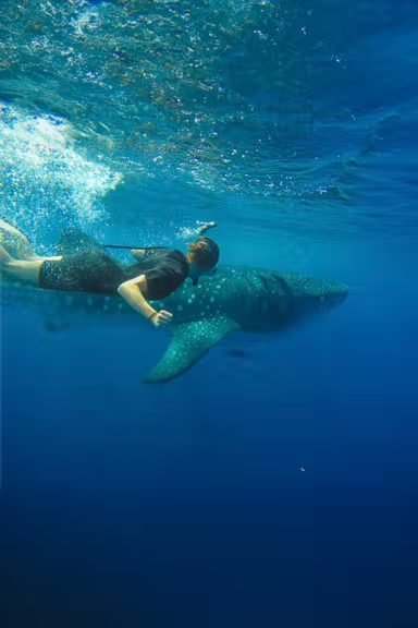SWIMMING WITH WHALE SHARKS