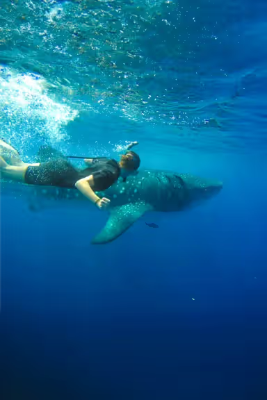 LA PAZ WHALE SHARK TOUR