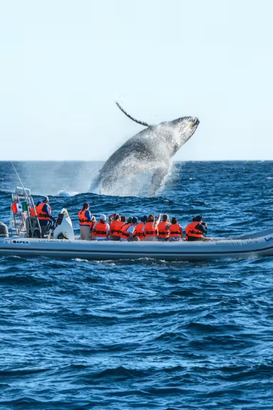 CABO WHALE WATCHING