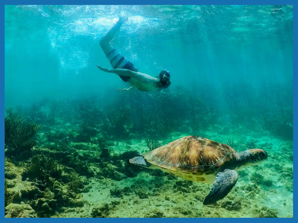 SWIM WITH SEA TURTLES & CENOTE TOUR