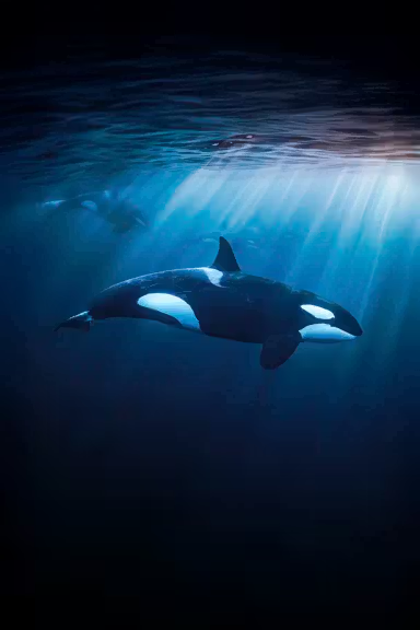 SWIM WITH ORCAS, WHALES & BAJA’S OCEAN GIANTS