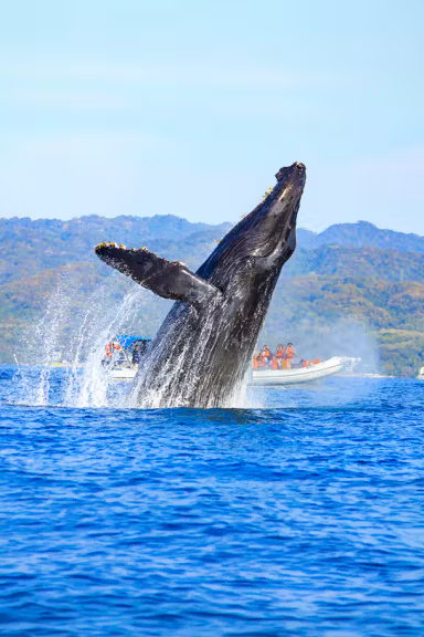 WHALE WATCHING PHOTO SAFARI