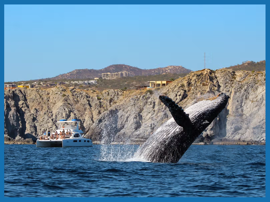 LUXURY WHALE WATCHING