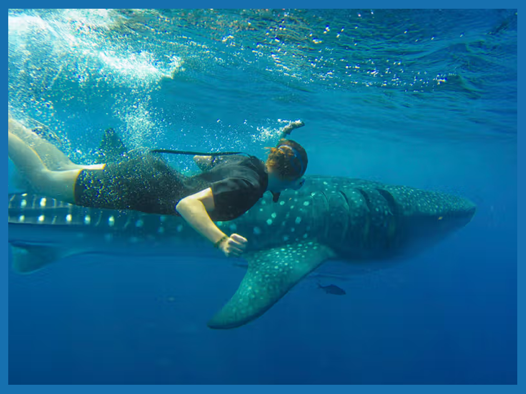 SWIMMING WITH WHALE SHARKS